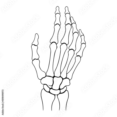 Human Skeleton Hand Vector Illustration - Spooky Halloween Bone Gesture for Rock Music, Anatomy, and Horror Design.