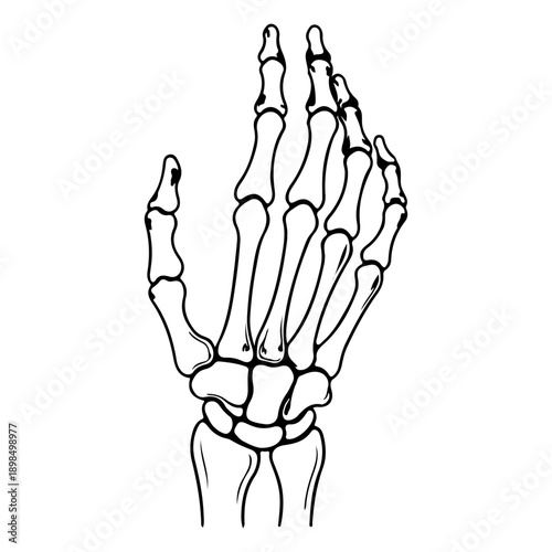 Human Skeleton Hand Vector Illustration - Spooky Halloween Bone Gesture for Rock Music, Anatomy, and Horror Design.