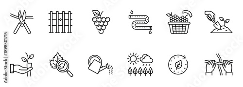 Set of viticulture and winemaking icons illustrates the grape growing process with minimalist thin line symbols for pruning, planting, irrigation, and harvesting