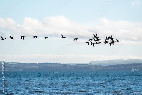 Cuadro en lienzo Canada geese branta canadensis flying across the sea with The Isle of Wight in t