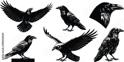 Hand drawn black raven vector set, gothic crow silhouettes flying and standing, detailed bird illustration collection isolated on white background art.