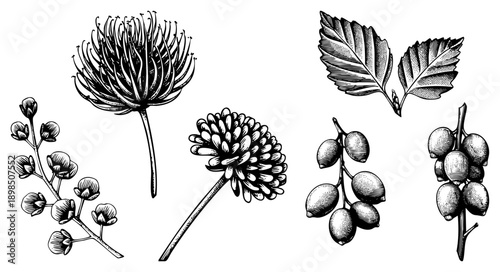 Detailed black and white botanical drawings of flowers, leaves, and berries, rendered in classic engraving technique with fine and hatching for texture and depth.
