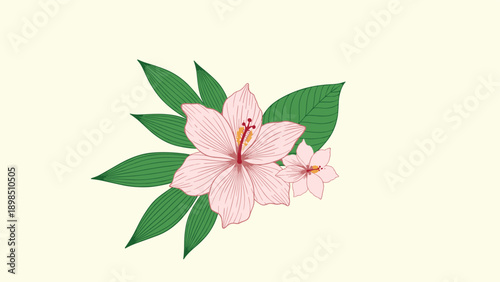 Beautiful hand drawn hibiscus flowers with green tropical leaves on a light cream background in a vintage botanical illustration style.