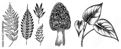 Detailed black and white botanical drawings of fern fronds, morel cap, and heart shaped leaves, rendered in intricate art, ideal for herbal design or nature themed projects.