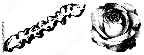 Classic halftone rose bloom with layered petals, paired with ornamental wavy ribbon, vector art, graphic design element, isolated foreground.