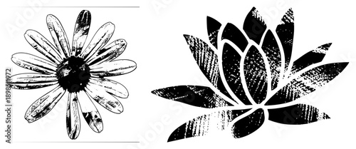 Black and white vector art, daisy and lotus blooms with textured strokes, botanical sketch style, isolated foreground elements, artistic work.