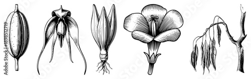 Hand drawn botanical sketches of diverse flora, including seed pods, orchids, buds, blossoms, and leafy branches, rendered in precise and hatching.