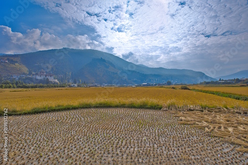 Rice field and Rinpung Dzong in Paro City, Bhutan