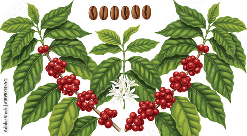 coffee plant botanical illustration, coffee cherries beans leaves and flower collection, realistic vector isolated background for agriculture design