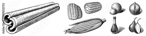 Classic engraved botanical illustration of corn, cinnamon, garlic, onions, and spice bottle in halftone, perfect for culinary or historical design.