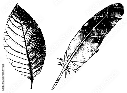 Classic black and white botanical and avian illustration, leaf vein and feather barbs, engraved style, artistic nature clipart, isolated vector graphic.