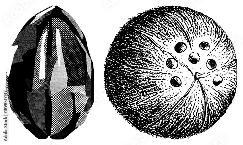 Black and white halftone sea urchin, echinoderm marine life, spiny spherical creatures, ocean floor fauna, detailed stippling art.