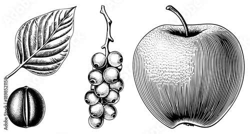 Classic black and white botanical engraving of, grapes, leaf, and nut, detailed hatching, vintage style, isolated vector elements.