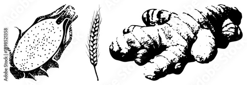 Stylized halftone graphic of dragon fruit, wheat stalk, and ginger root, isolated vector art, botanical design, food ingredient.