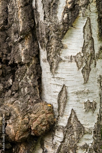 Plant list 2025 - Betula pendula (Fastigiata)