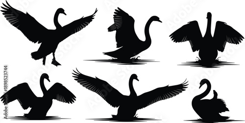 Black swan silhouettes in various poses on water bird