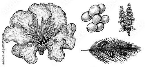 Hand drawn botanical elements including flower, berries, feather, and sprig, rendered in intricate work, ideal for nature design or vintage print.