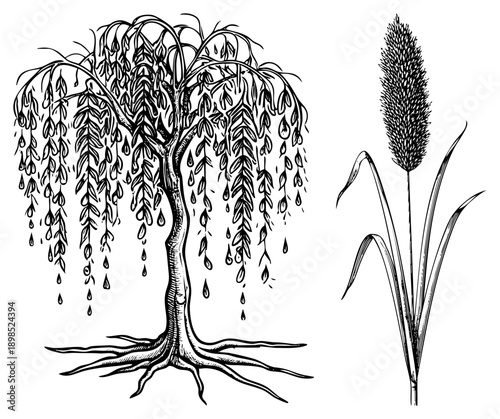 Detailed botanical drawing of weeping willow tree with roots and grass, nature sketch, plant illustration, black and white vector art.