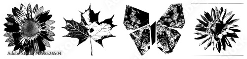 Black and white halftone sunflower and maple leaf designs, vector art with stippled textures, botanical illustrations, graphic design elements, isolated foregrounds.