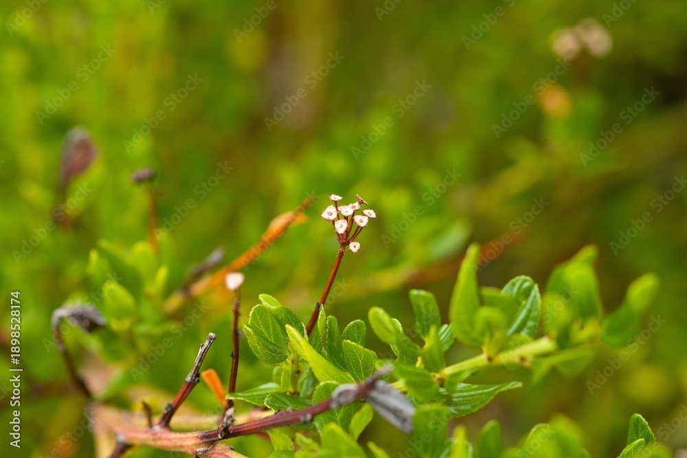 Obraz premium Plant list 2025 - Ceanothus thyrsiflorus (Skylark)