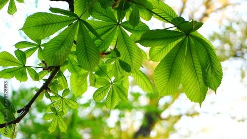 Chestnut tree in early spring. Young fresh leaves on chestnut tree against sky.