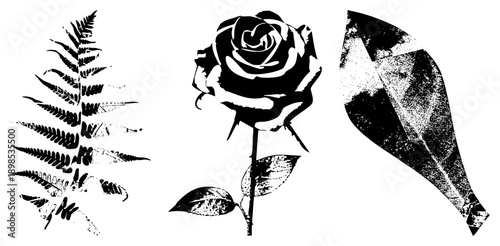 Vector botanical illustrations featuring fern frond, rose bloom, and leaf with halftone grain, style, isolated elements for design use.