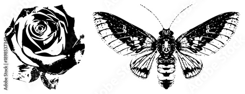 rose bloom and moth insect rendered in high contrast vector art, halftone texture, graphic design elements, isolated foreground subjects.