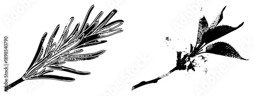 Detailed botanical vector art of rosemary sprig and cherry blossom branch, halftone texture, isolated plant elements, herbal illustration, nature clipart.