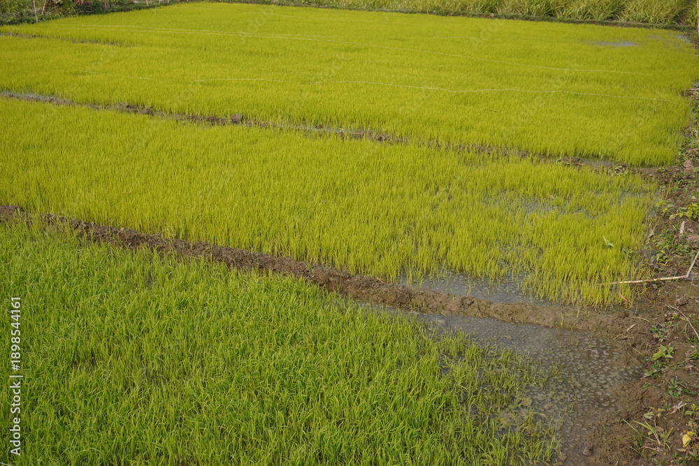 Obraz premium Vibrant Rice Paddy with Irrigation Channels