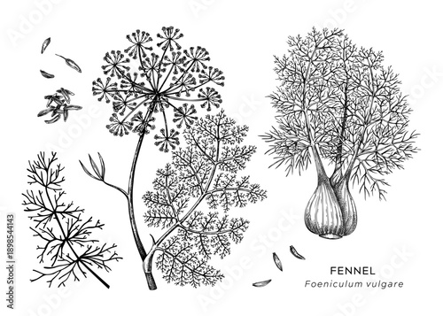 Fennel hand drawn vector illustrations set. Vintage botanical sketch of spice plant with seeds for herbal medicine and natural products. Not AI generated.