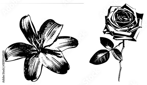 Artistic halftone lily and rose flowers, botanical vector graphics, design, vintage engraved style, isolated botanical elements.