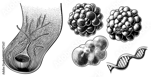 Scientific halftone renderings of cellular structures, DNA helix, and tissue sections, classic engraving style, educational biology graphics.