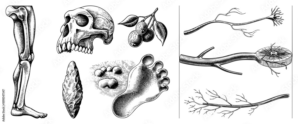 Obraz premium Classic engraved illustrations of human leg bone, skull, foot, stone tools, olives, and neuron structures, rendered in detailed art with hatching for depth and texture.