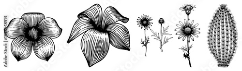 Detailed botanical sketches of exotic blooms and a spiky cactus, rendered in fine art, ideal for design, print, or educational use.