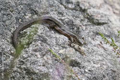 Viviparous lizard (Lacerta vivipara), Emsland, Lower Saxony, Germany
