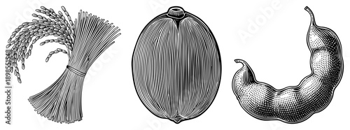 Classic engraved style botanicals rice stalks, coconut, and curved bean pod, rendered in detailed hatching and stippling for texture and depth.