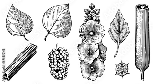 Hand drawn botanicals leaves, hollyhock,, sections in detailed black and white art with hatching/stippling for texture.