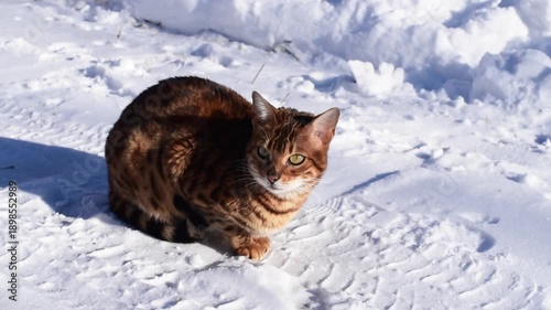 Bengal cat hunting in winter in the yard ,frosty and snowy weather. Active cat. Horizontal video	