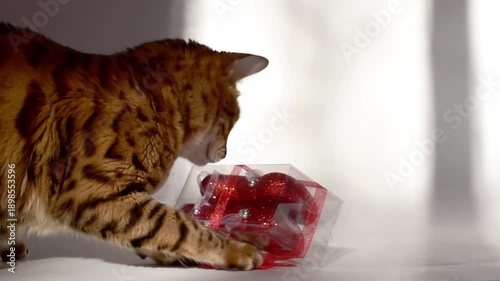 Bengal cat interacting with Valentine's Day gift box containing hearts.The cat curiously plays and explores the box on white background, with natural sunlight creating soft shadows and warm light spot