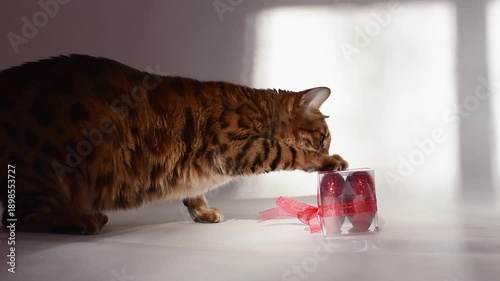 Bengal cat interacting with Valentine's Day gift box containing hearts.The cat curiously plays and explores the box on white background, with natural sunlight creating soft shadows and warm light spot