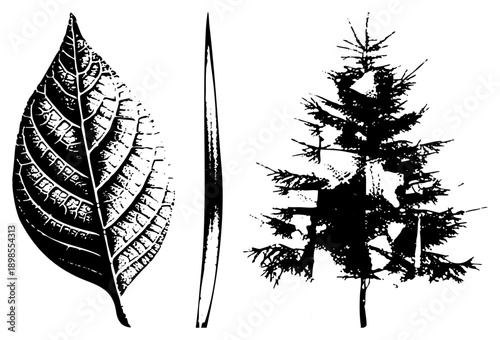 Vector illustration of leaf venation, pine, and conifer tree silhouette, botanical study, nature graphic, black and white art.