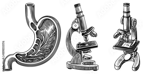 Detailed black and white vector illustrations of human stomach and two classic microscopes, vintage scientific style, educational medical diagrams, engraved art.