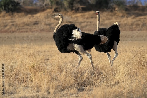 South African ostrich (Struthio camelus australis), adult, male, two males, threatening, imposition, Mountain Zebra National Park, Eastern Cape, South Africa