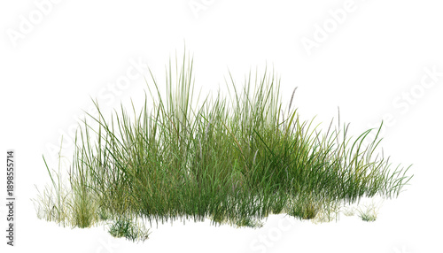 grass isolated on white background/High-detail green grass clump isolated on white background, natural vegetation with sharp texture.