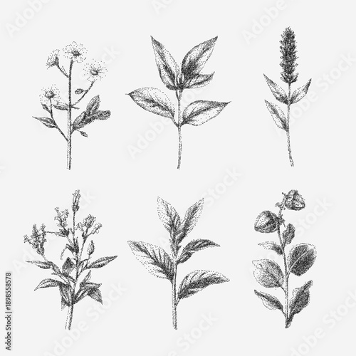 Set of botanical illustrations of herbs with fine grain, stippled dust, faint ink scratches, soft paper aging marks and textured vintage surface.