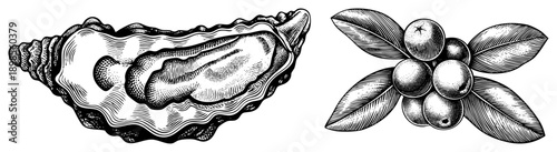 Classic engraved oyster with meat, detailed berry cluster with leaves, vintage botanical art, black and white drawing, seafood and fruit illustration.