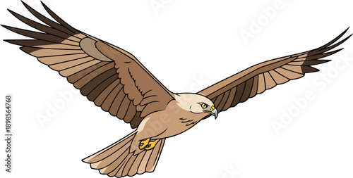 Majestic brown eagle soaring with open wings isolated vector illustration