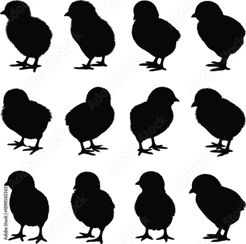 Baby chick silhouette set showing cute farm bird poses, spring poultry animals in black illustration collection