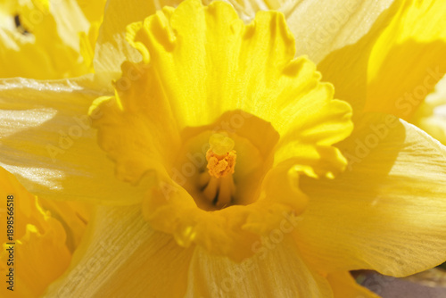 Yellow spring flower, daffodil, Narcissus pseudonarcissus, close-up with focus on pistil and stamens.