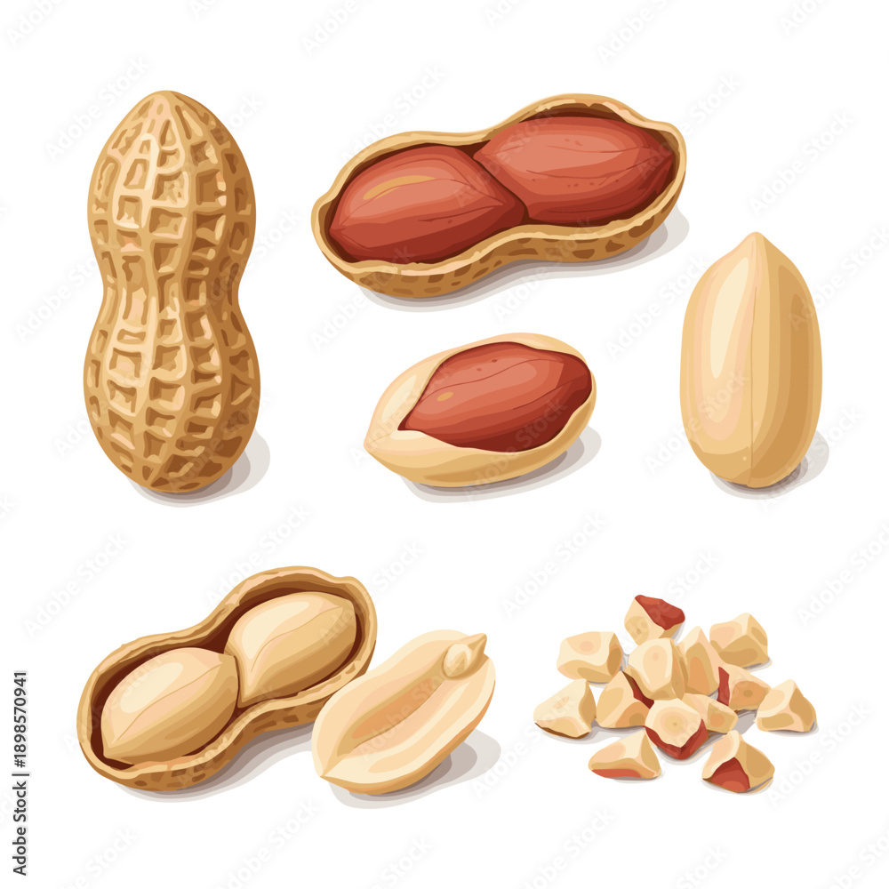 Obraz premium ground peanuts realistic vector object set